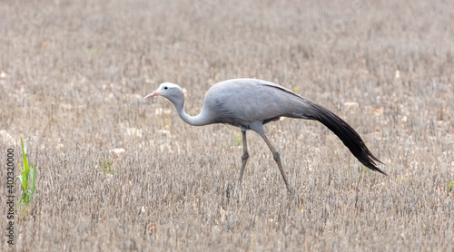 Blue Crane, National Bird of South Africa, Eastern Cape