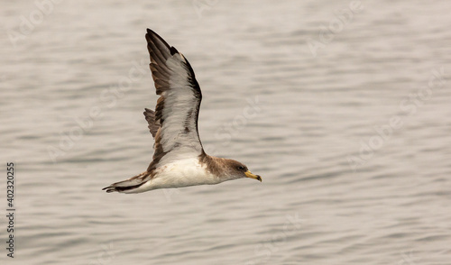 Cory's Shearwater in flight, South Africa