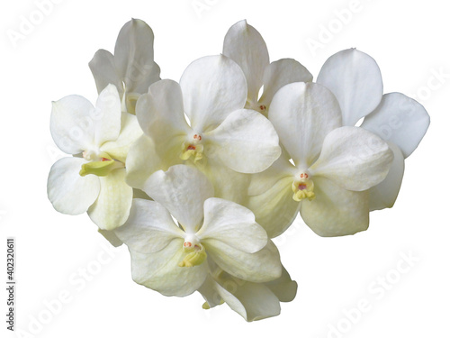 White orchid vanda (Princess Mikasa) isolated on white. photo