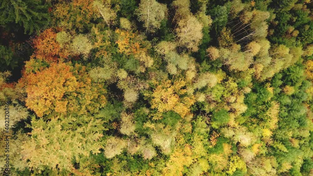 Top down of mountain ranges with pine, leafy forest aerial. Autumn nobody nature landscape. Green, yellow rural leaves, fir trees. Vacation at Carpathians mount, Ukraine, Europe. Travel, tourism scene Top down of mountain ranges with pine, leafy forest aerial. Autumn nobody nature landscape. Green, yellow rural leaves, fir trees. Vacation at Carpathians mount, Ukraine, Europe. Travel, tourism scene