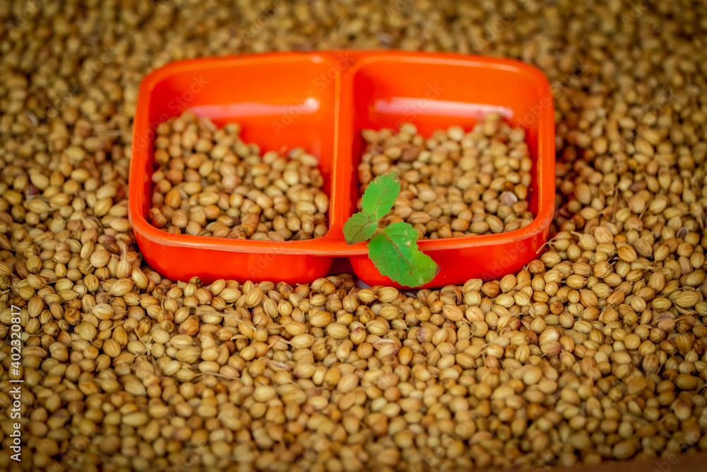 Coriander seed,coriander in wooden spoon closeup hd footage, wooden bowl in dry coriander seeds, beautiful footage raw coriander,dried coriander seed bowl Coriander seed,coriander in wooden spoon closeup hd footage, wooden bowl in dry coriander seeds, beautiful footage raw coriander,dried coriander seed bowl