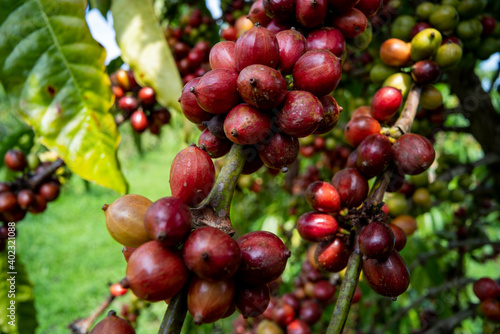 close up of coffee cherry in coffee tree