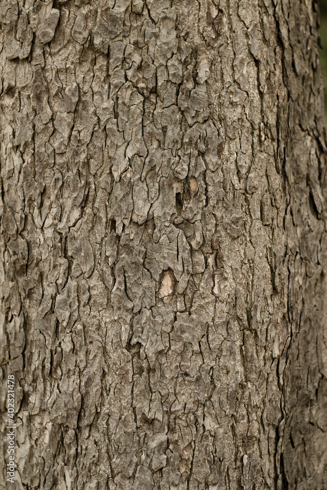 Nature background natural Wood texture. Aging skin Nature background natural Wood texture. Aging skin