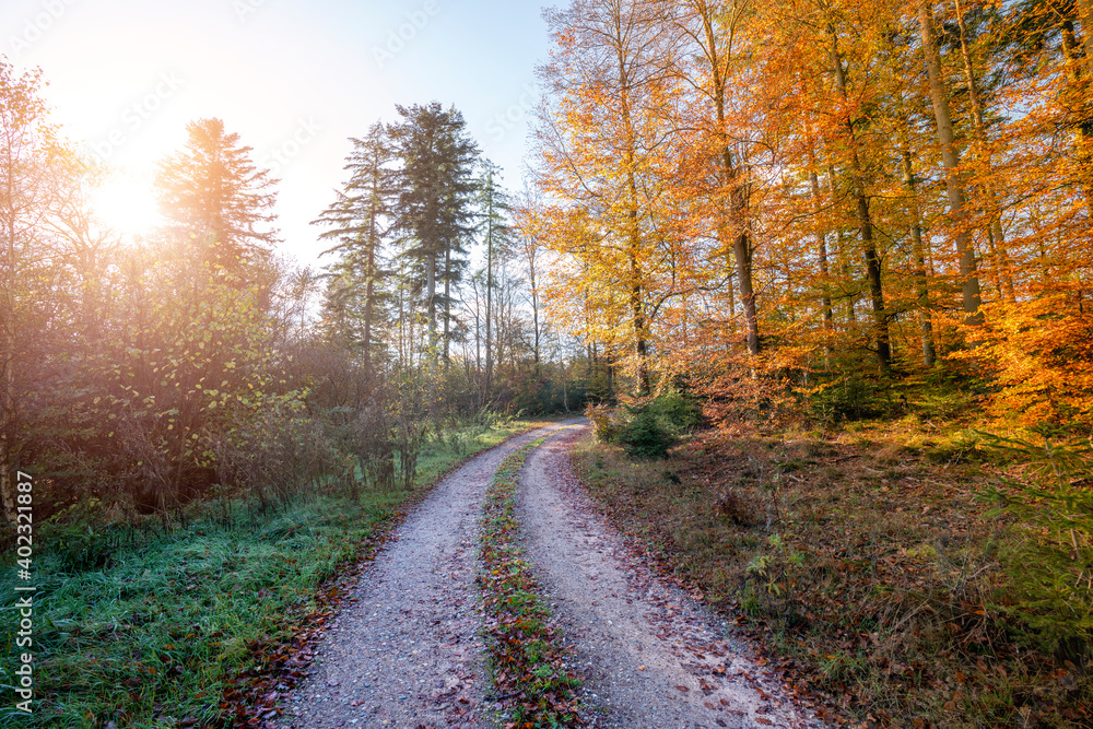 Obraz premium autumn in the forest