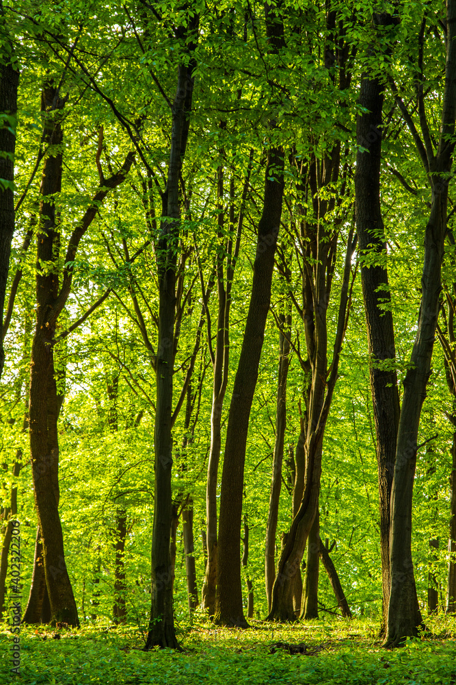 Fototapeta premium trees in the forest