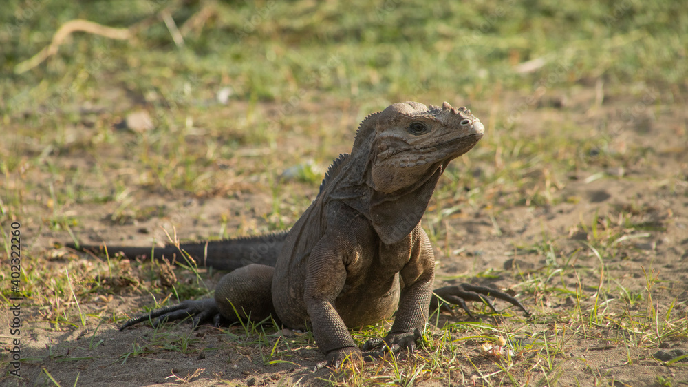 Obraz premium IGUANAS RINOCERONTE DE LA HISPANIOLA GROUPED ON THE ROAD IN LAS DUNAS DE PERAVIA NATIONAL PARK SOUTH OF THE DOMINICAN REPUBLIC