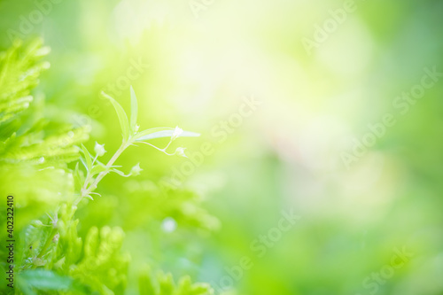 Close up fresh nature view of green leaf on blurred greenery background in garden with copy space using as background  natural green plants landscape  ecology  fresh wallpaper concept.