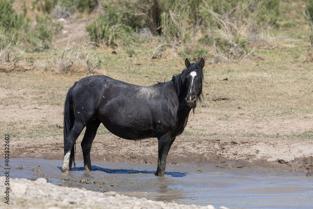 Wild Horse in a Pond in the Utah Desert in Spring Wild Horse in a Pond in the Utah Desert in Spring