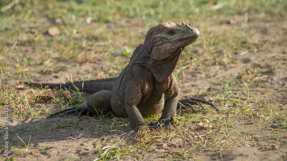 IGUANAS RINOCERONTE DE LA HISPANIOLA GROUPED ON THE ROAD IN LAS DUNAS DE PERAVIA NATIONAL PARK SOUTH OF THE DOMINICAN REPUBLIC IGUANAS RINOCERONTE DE LA HISPANIOLA GROUPED ON THE ROAD IN LAS DUNAS DE PERAVIA NATIONAL PARK SOUTH OF THE DOMINICAN REPUBLIC