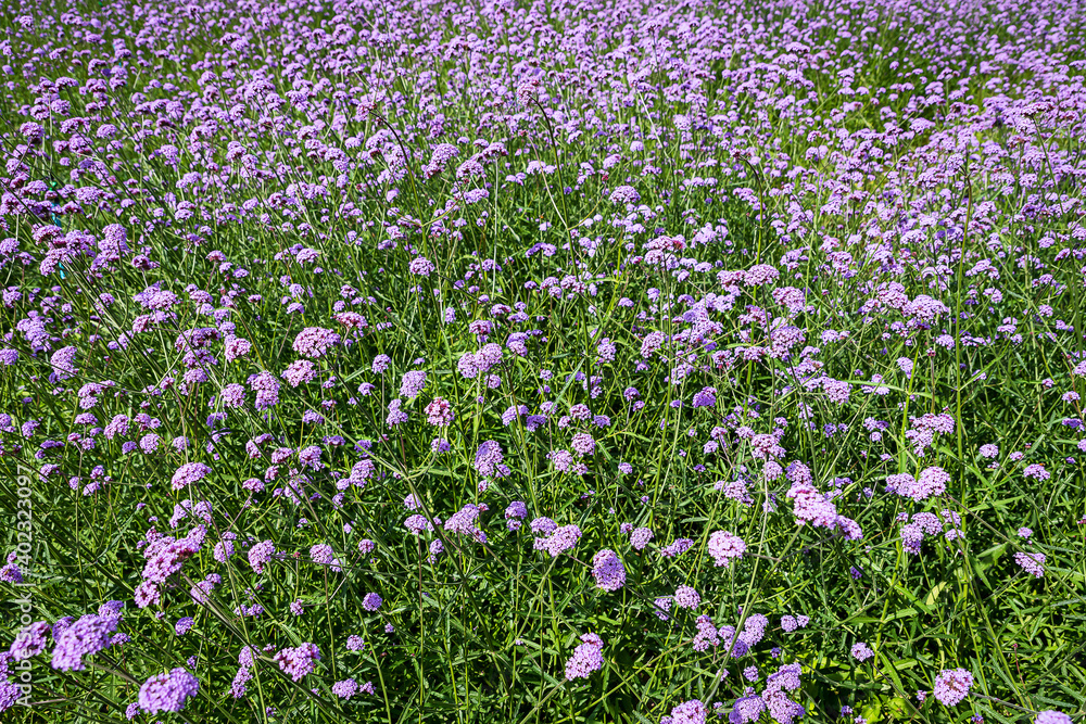 Blooming Verbena field is a purple flower, The meaning of this flower is the happiness of everyone in the family. Besides, Verbena is also another meaning. Please pray for me. Blooming Verbena field is a purple flower, The meaning of this flower is the happiness of everyone in the family. Besides, Verbena is also another meaning. Please pray for me.