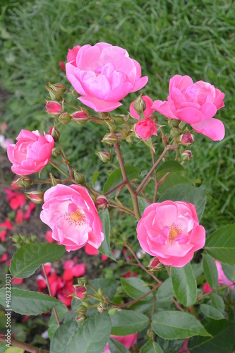 Beautiful aroma garden rose on a green background. Stock illustration for your romantic design. © Viktoria