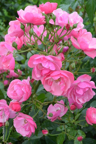 Wallpaper Mural Beautiful aroma garden rose on a green background. Stock illustration for your romantic design. Torontodigital.ca