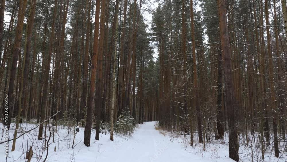 The camera moves through the snow-covered pines. Winter The camera moves through the snow-covered pines. Winter