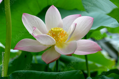 Brightly blooming lotus. Beautiful lotus flower background  natural background.