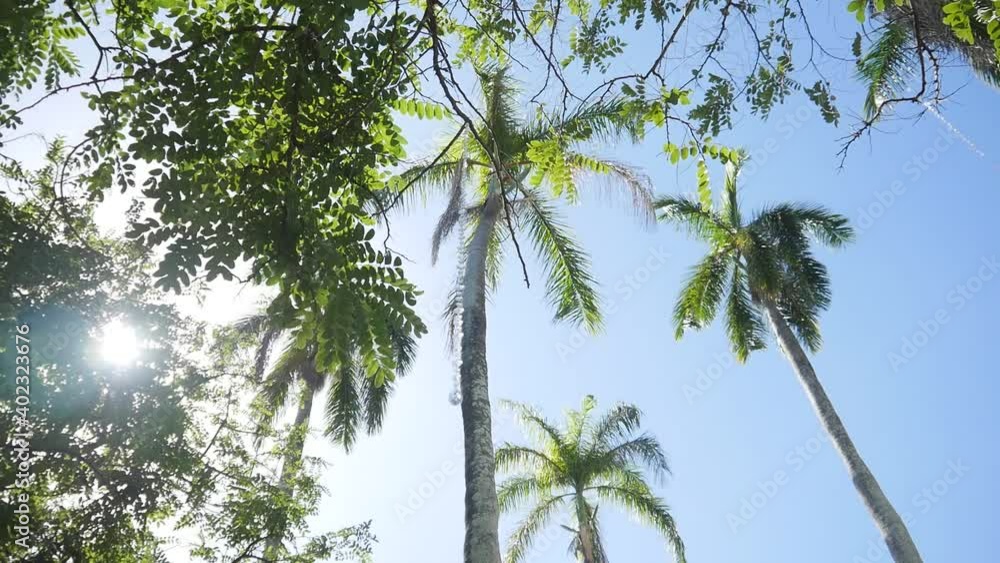 Decorations hanging in the palm trees and vegetation at the venue for a Hawaiian wedding on Oahu North Shore at a famous ranch. Blue sky. Bright sun. No clouds. Decorations hanging in the palm trees and vegetation at the venue for a Hawaiian wedding on Oahu North Shore at a famous ranch. Blue sky. Bright sun. No clouds.