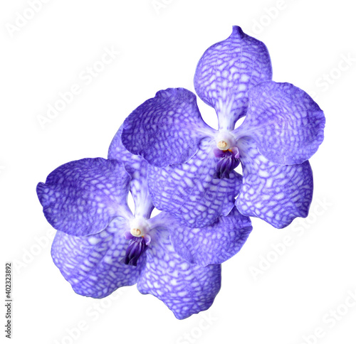 Purple orchid vanda (Magic Blue) isolated on white.