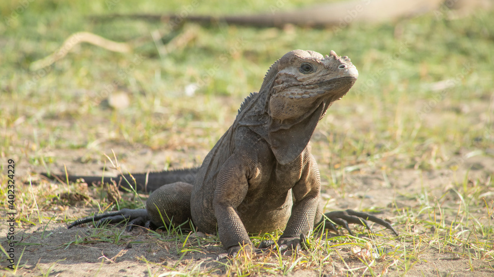 IGUANAS RINOCERONTE DE LA HISPANIOLA GROUPED ON THE ROAD IN LAS DUNAS DE PERAVIA NATIONAL PARK SOUTH OF THE DOMINICAN REPUBLIC IGUANAS RINOCERONTE DE LA HISPANIOLA GROUPED ON THE ROAD IN LAS DUNAS DE PERAVIA NATIONAL PARK SOUTH OF THE DOMINICAN REPUBLIC