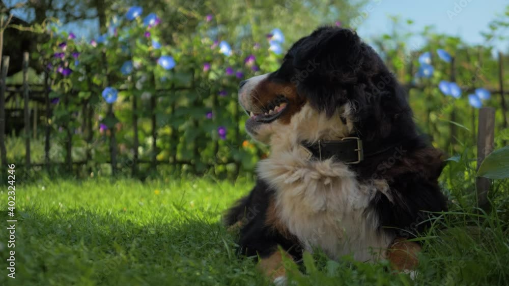 Bernese Mountain Dog Lying In A Green Garden Face Side Profile 4K Bernese Mountain Dog Lying In A Green Garden Face Side Profile 4K