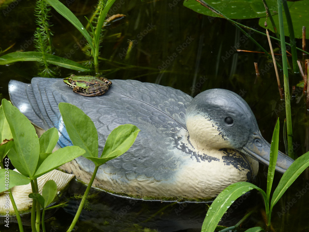 Kleiner grüner gemusterter Frosch sitzt auf einer Plastikente in einem Gartenteich. Frog sits on duck in the pond in the sun. Ente im Froschteich . Interspezies Kollaboration and animal friends . Kleiner grüner gemusterter Frosch sitzt auf einer Plastikente in einem Gartenteich. Frog sits on duck in the pond in the sun. Ente im Froschteich . Interspezies Kollaboration and animal friends .