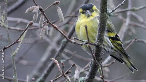 Erlenzeisig (Spinus spinus) photo