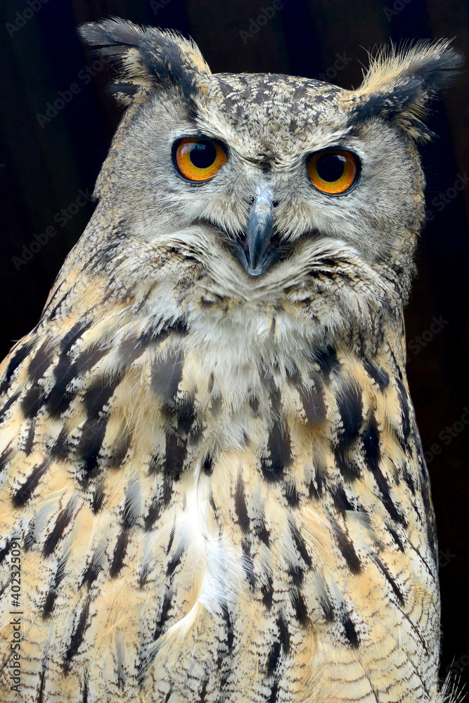 Fototapeta premium Close up portrait of an eagle-owl.