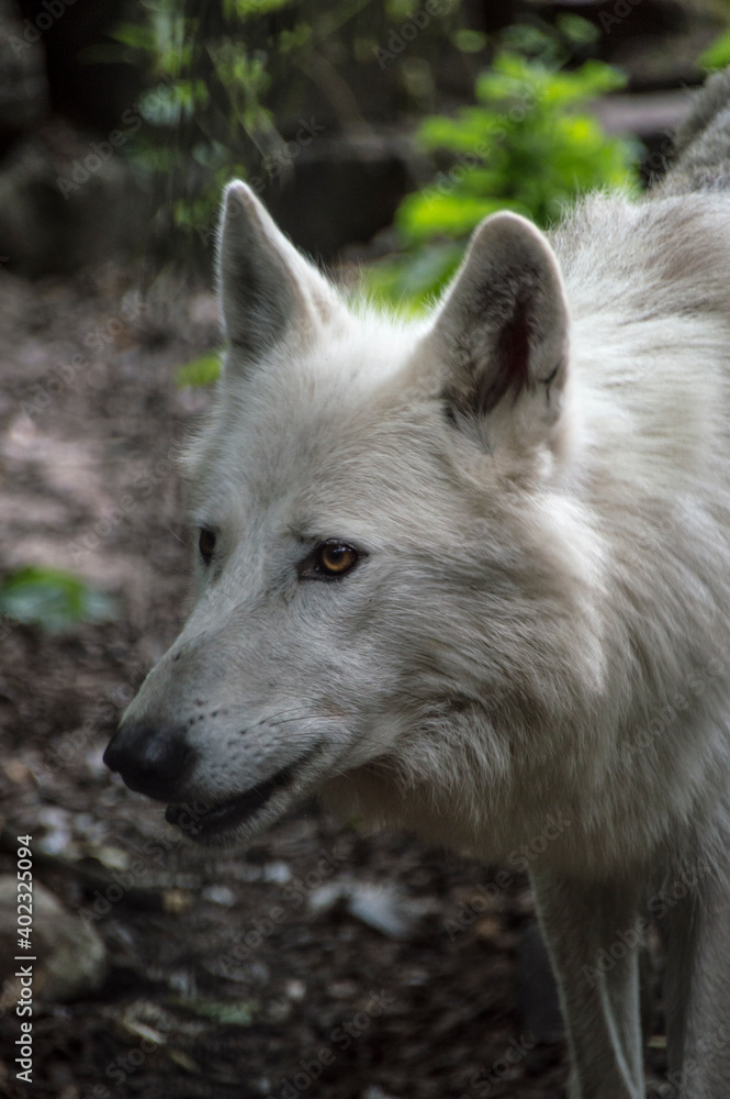 Portrait of a white wolf 