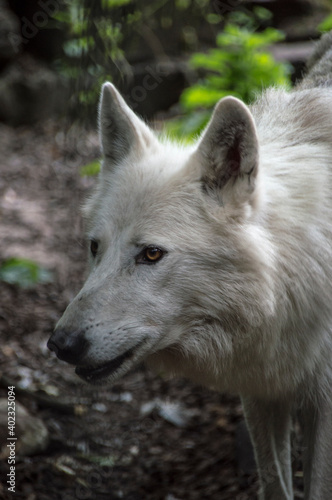 Portrait of a white wolf 