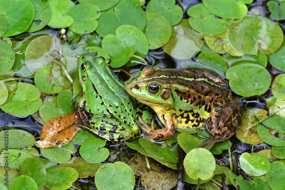 Detail portrait of frogs in the pond. Stock photo of animals in the nature habitat. Detail portrait of frogs in the pond. Stock photo of animals in the nature habitat.