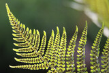 Green bracken fern frond, eagle fern, Pteridium aquilinum, underside showing sori and spores, sunlit with background blur, closeup