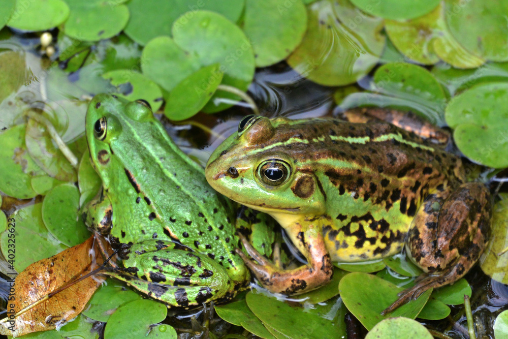 Detail portrait of frogs in the pond. Stock photo of animals in the nature habitat. Detail portrait of frogs in the pond. Stock photo of animals in the nature habitat.