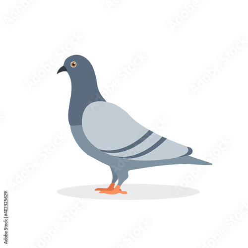 Pigeon bird isolated on white background. Pigeon cartoon character design.  Animal design. Vector stock