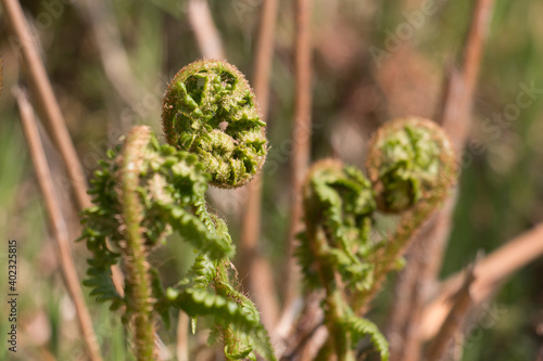 Unfurling bracken fern fronds, brake fern or eagle fern, Pteridium aquilinum, uncurling on a natural blurred background, closeup