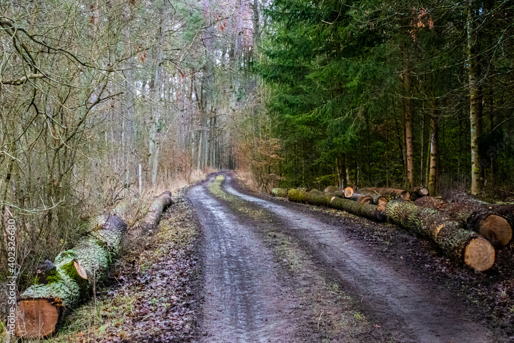 dirt logging road through the forest dirt logging road through the forest