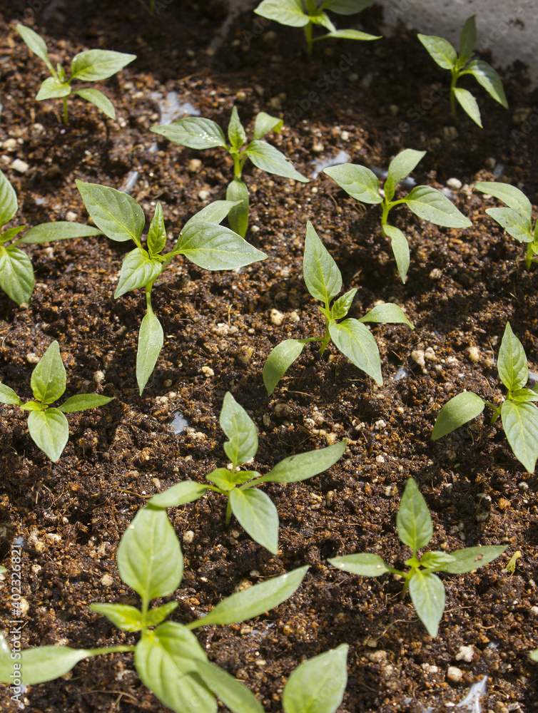 close up Pepper sprout in the soil. close up Pepper sprout in the soil.