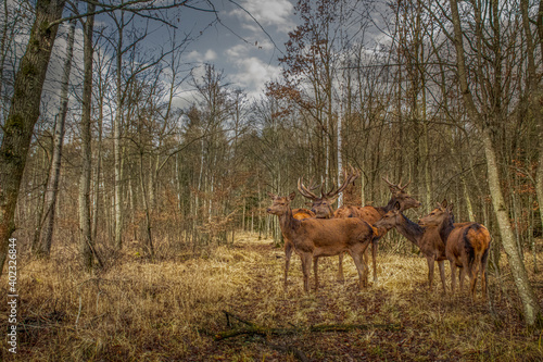 Fototapeta Naklejka Na Ścianę i Meble -  a herd of deer in the forest