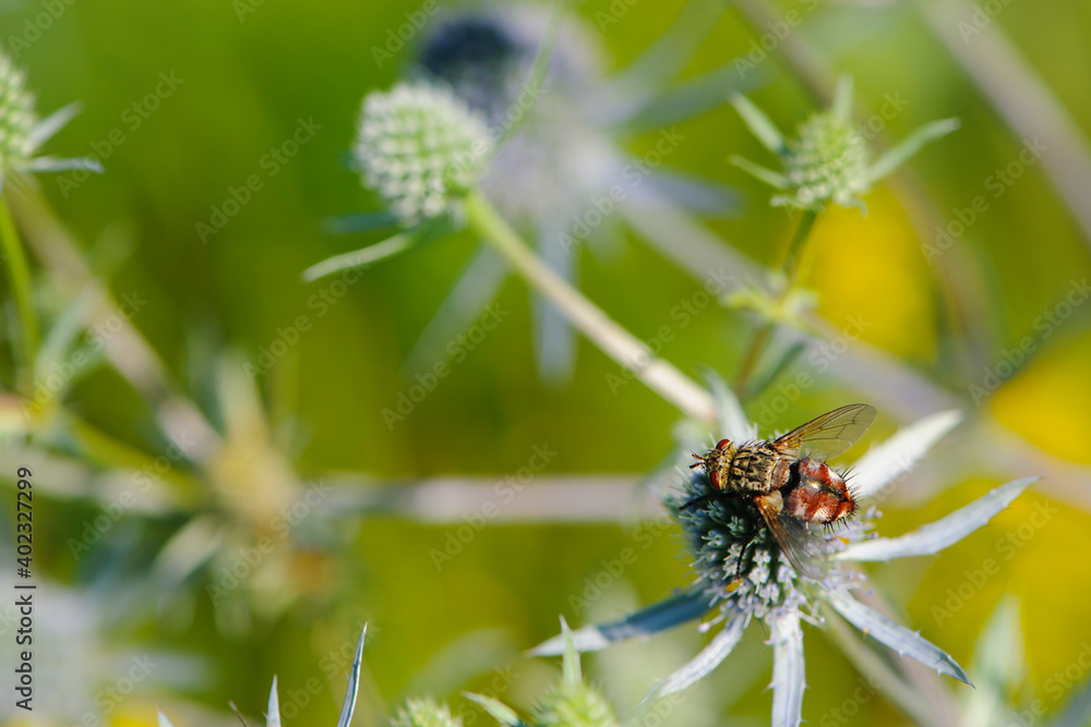 fly on a field plant. Eryngium planum, known as blue eryngo, or flat sea holly, is a species of flowering plant in the Apiaceae family. big fly close up, insect, parasite fly on a field plant. Eryngium planum, known as blue eryngo, or flat sea holly, is a species of flowering plant in the Apiaceae family. big fly close up, insect, parasite