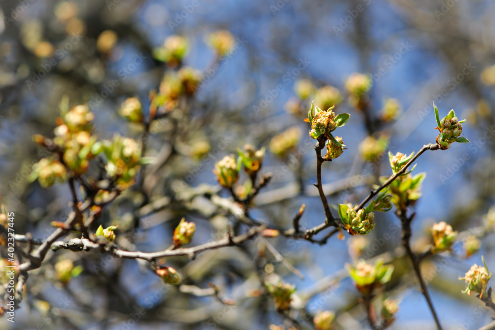 first spring tender leaves, buds and branches macro background. young light green leaves on a branch in spring. nature comes to life first spring tender leaves, buds and branches macro background. young light green leaves on a branch in spring. nature comes to life