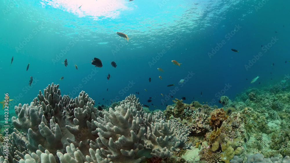 Reef coral scene. Colourful underwater seascape. Beautiful soft coral. Sea coral reef. Philippines. Reef coral scene. Colourful underwater seascape. Beautiful soft coral. Sea coral reef. Philippines.