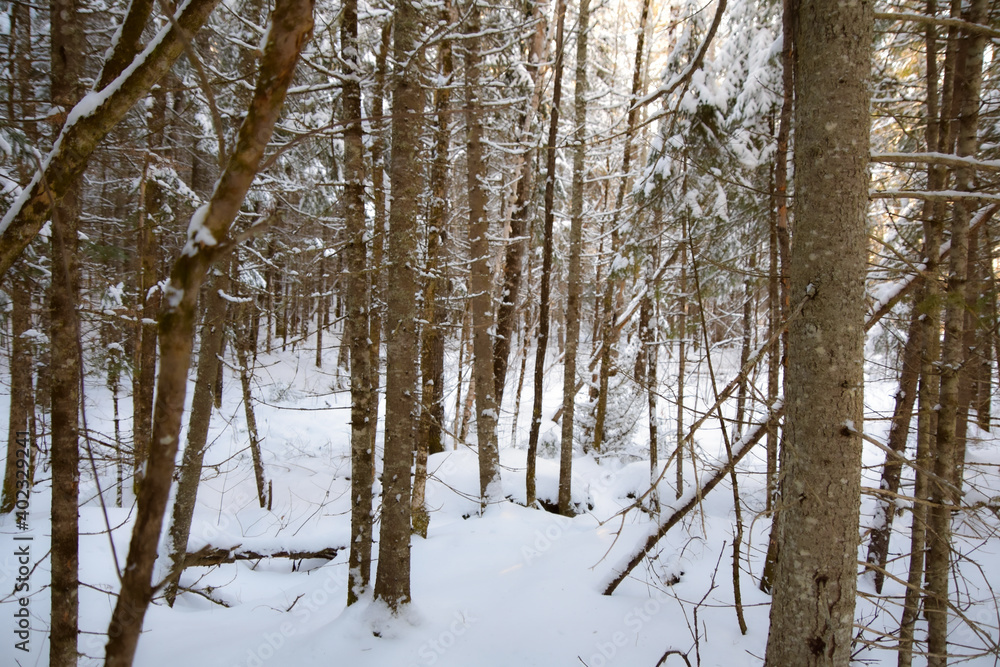Fototapeta premium frozen tree in the cold canadian winter