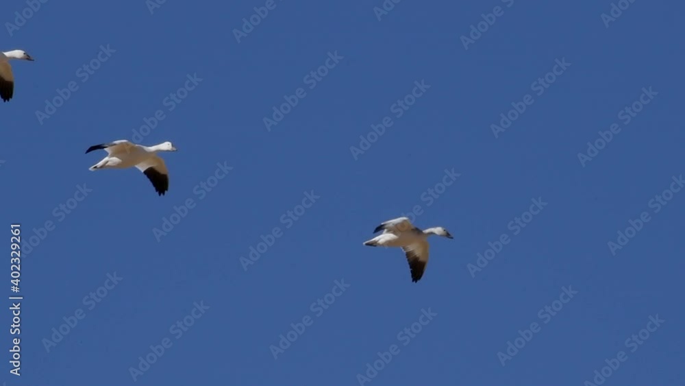 White snow geese flying gracefully through the blue sky in the North America Central Flyway. Slow motion. White snow geese flying gracefully through the blue sky in the North America Central Flyway. Slow motion.