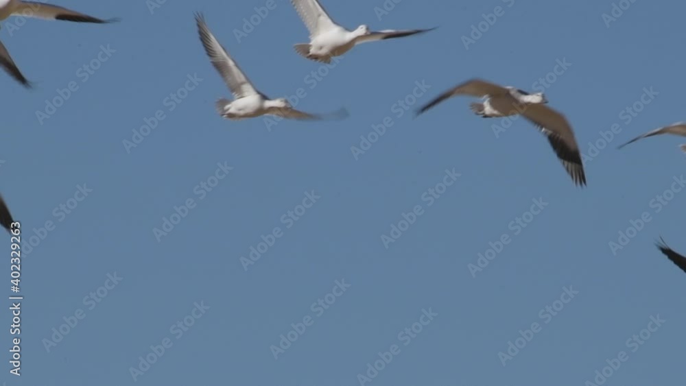 Flock of white snow geese flying through the blue sky in the North America Central Flyway. Flock of white snow geese flying through the blue sky in the North America Central Flyway.