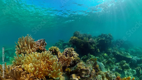 Fototapeta Naklejka Na Ścianę i Meble -  Coral reef and tropical fishes. The underwater world of the Philippines. Underwater colorful tropical coral reef seascape.