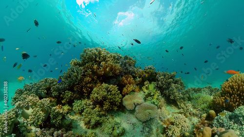 Coral garden seascape. Colourful tropical coral. Philippines. © Alex Traveler