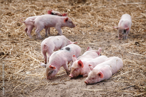 Cute litter of pink piglets on a farm in Sardinia island, Italy, Europe.