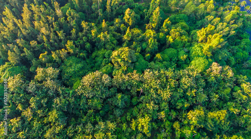 Green park of trees from a bird's-eye view