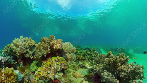 Tropical colourful underwater seascape.The underwater world with colored fish and a coral reef. Philippines. © Alex Traveler