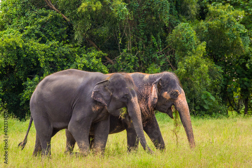 Two elephants standing and eating grass.