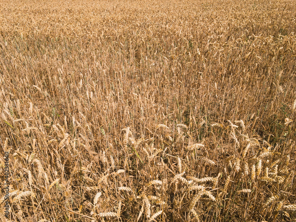 field of wheat field of wheat