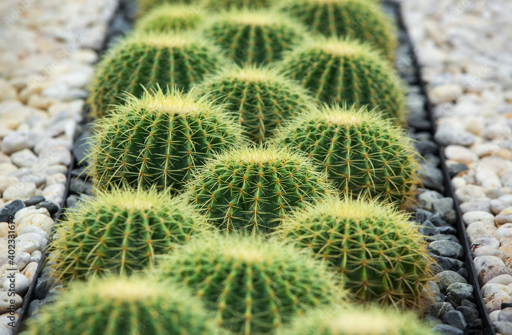 Cactus displayed in the garden of many colors Cactus displayed in the garden of many colors