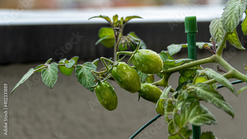 underripe cherry tomatoes photo